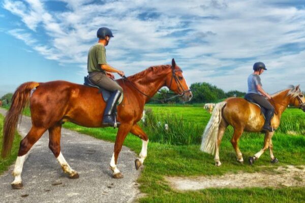 Essential Tips for Horse Riders